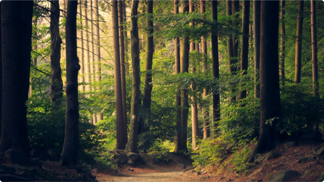 Pine forest with dirt path in middle of day