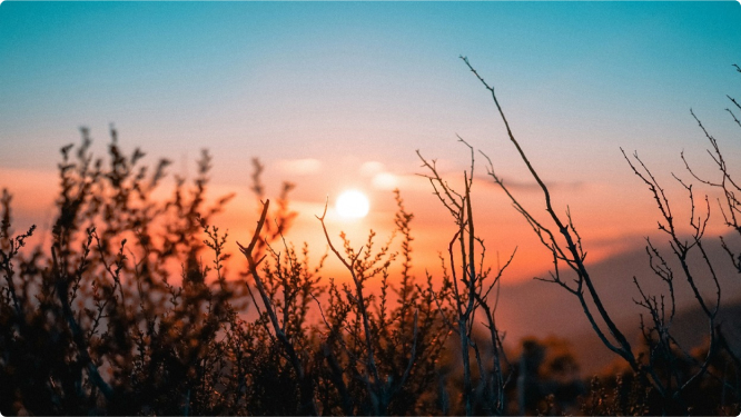 Sunset seen through bush branches.